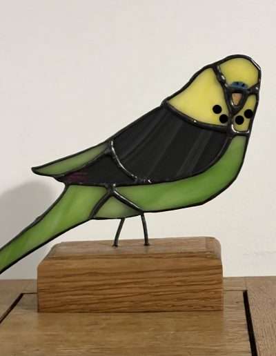 Budgerigar
